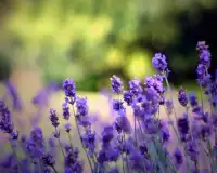 Flores de lavanda puzzles Screen Shot 3