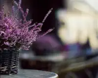 Fleurs Lavender Jigsaw Puzzle Screen Shot 4