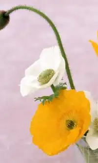 Poppy Flowers Jigsaw Puzzle Screen Shot 1
