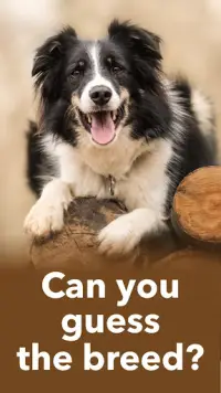 Dogs Quiz - Guess Popular Dog Breeds in the Photos Screen Shot 1