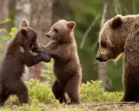 Gioco del gioco dell'orso Screen Shot 4