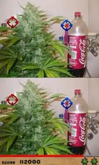 Diferenças Cannabis Lite Screen Shot 4
