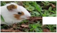 Hamster Puzzle- just beautiful pictures jigsaw Screen Shot 6