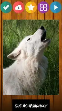 Lobo lobos jogo de puzzle Screen Shot 1