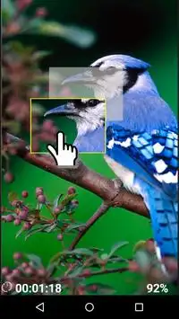 Птички - логическая игра Screen Shot 3