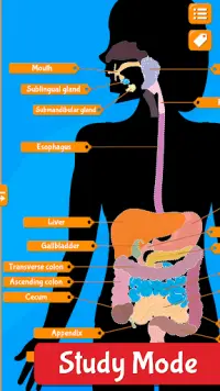 Anatomix - Human Anatomy Screen Shot 2