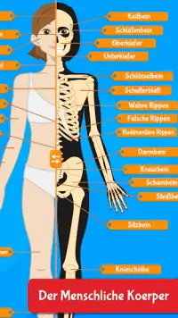Anatomix - Menschliche Anatomie Screen Shot 0