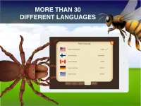 Insects Learning Flashcards Screen Shot 9