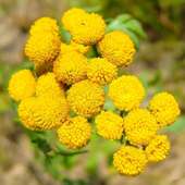 Fleurs Tansy Jigsaw Puzzle