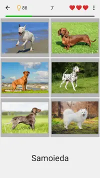 Cachorros - Quiz sobre todas as raças populares Screen Shot 0