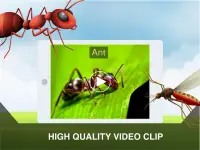 الحشرات البطاقات التعليمية Screen Shot 6
