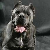 Cane Corso Jigsaw Puzzles