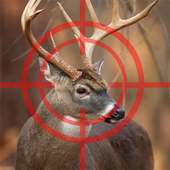 Deer Hunter Season 2017