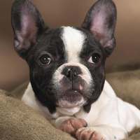 Boston Terrier Jigsaw Puzzle