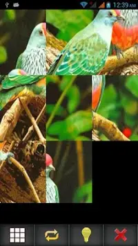 Birds Puzzle Screen Shot 15