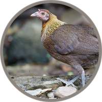 Red junglefowl Female Sound