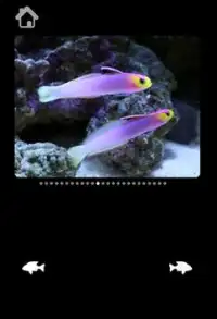 Amazing Sea Pictures For Kids Screen Shot 5