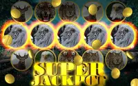 Wild Cat Slot: Real Jackpot &  Screen Shot 5