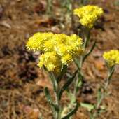 Sandy Immortelle Flower Puzzle