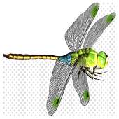 Dragon Fly