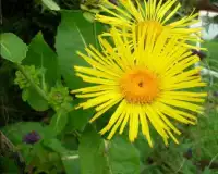 Elecampane Fiori Jigsaw Puzzle Screen Shot 4