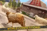 Sheep Racing Adventure Game 3D Screen Shot 1