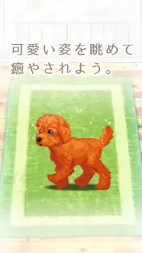 癒しの子犬育成ゲーム〜トイプードル編〜 Screen Shot 4