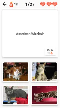 Cat Breeds Quiz - Game about C Screen Shot 6