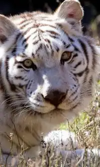 Best Tigers Jigsaw Puzzles Screen Shot 2