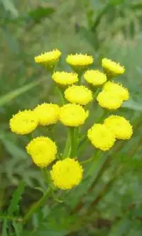 Tansy Flowers Jigsaw Puzzle Screen Shot 0