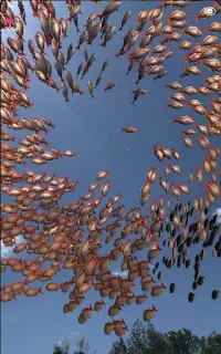 school of fish  AR Screen Shot 7