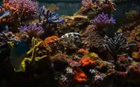Jigsaw Puzzles: Aquarium Fish Screen Shot 6