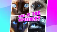 4 pictures 1 odd:cat & kitten, find the difference Screen Shot 2