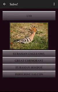 104 Birds Quiz Screen Shot 2
