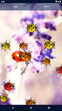 Cute Ladybug Live Wallpaper Screen Shot 4