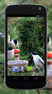 4K Garden Birds Video Live Wal Screen Shot 2