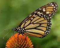 Butterfly Jigsaw Puzzles Screen Shot 3