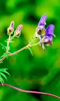 Monkshood Jigsaw Puzzles Screen Shot 1