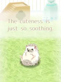 Hedgehog Pet Screen Shot 8