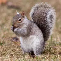 Squirrels Jigsaw Puzzles Screen Shot 0