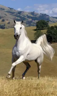Horses Free Live Wallpaper HD Screen Shot 2