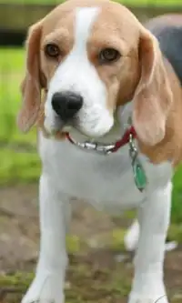 Beagle-Hunde Puzzles Screen Shot 2