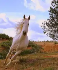 الحصان لغز Screen Shot 0