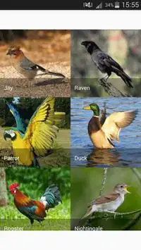 Sounds of birds for children Screen Shot 1