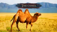 O camelo Screen Shot 1