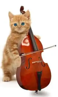 Funny cats Dancing and playing Screen Shot 0