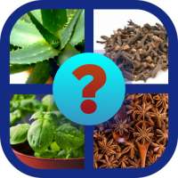 Guess name - Herbs and Spices