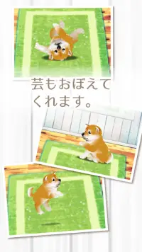 癒しの子犬育成ゲーム〜柴犬編〜 Screen Shot 7