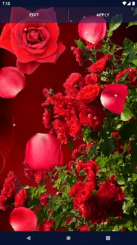 3D Red Rose Live Wallpaper Screen Shot 5