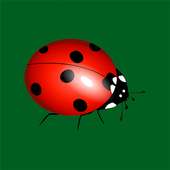 Ladybug Smasher